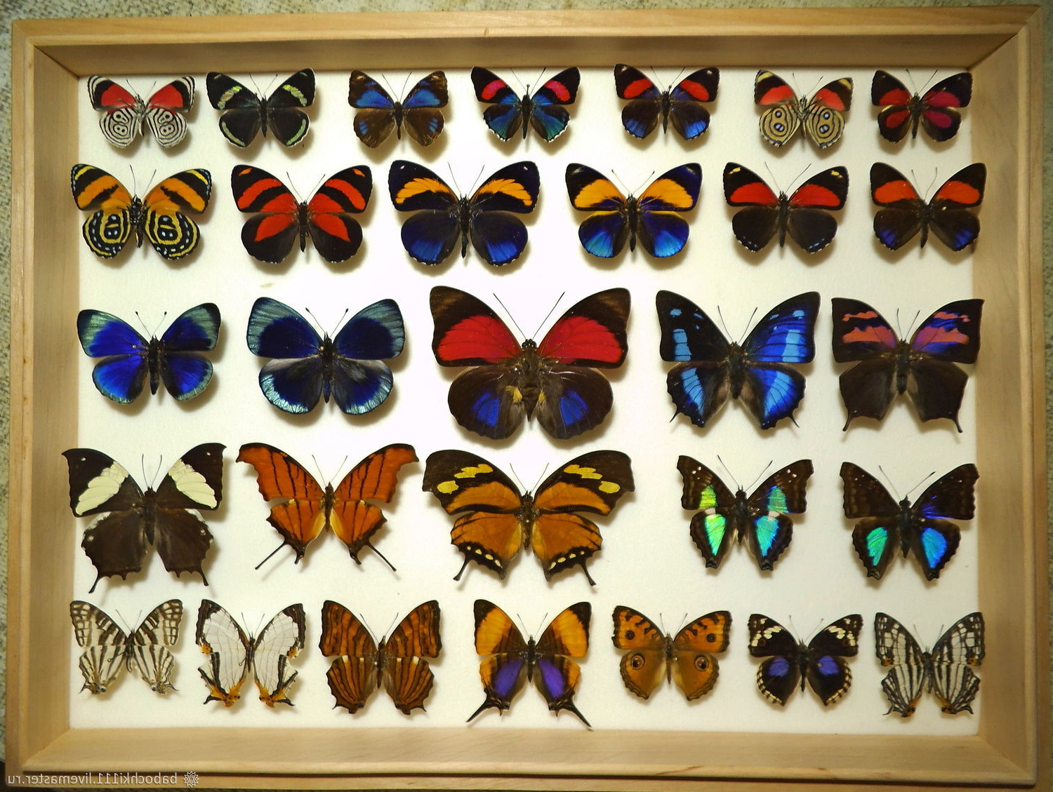 Коллекция бабочек в рамке